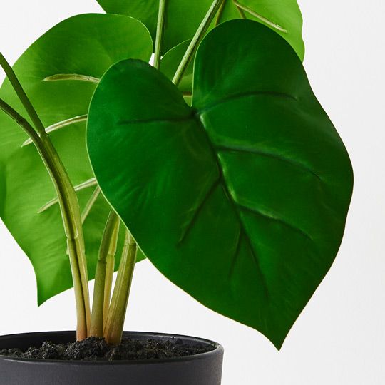 6 x Philodendron Plant, Green 28cmh (FI8921GR)