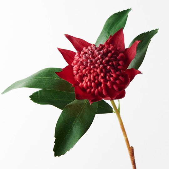 12 x Waratah Red 45cml (FI8934RD)