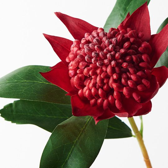 12 x Waratah Red 45cml (FI8934RD)