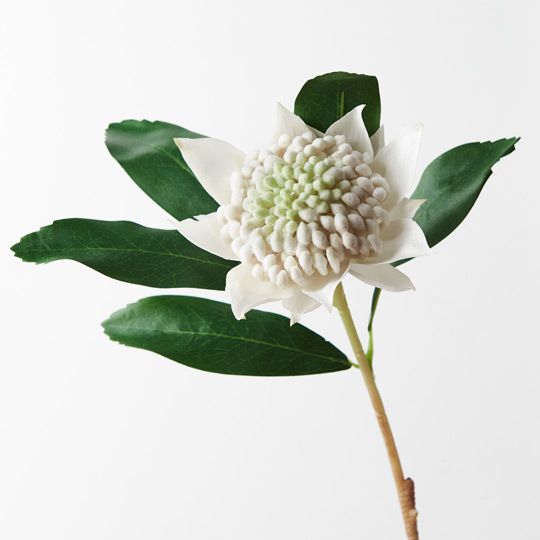 12 x Waratah White 45cml (FI8934WH)