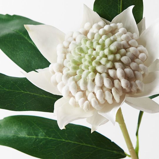 12 x Waratah White 45cml (FI8934WH)