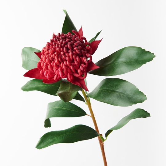 12 x Waratah Red 69cml (FI8935RD)