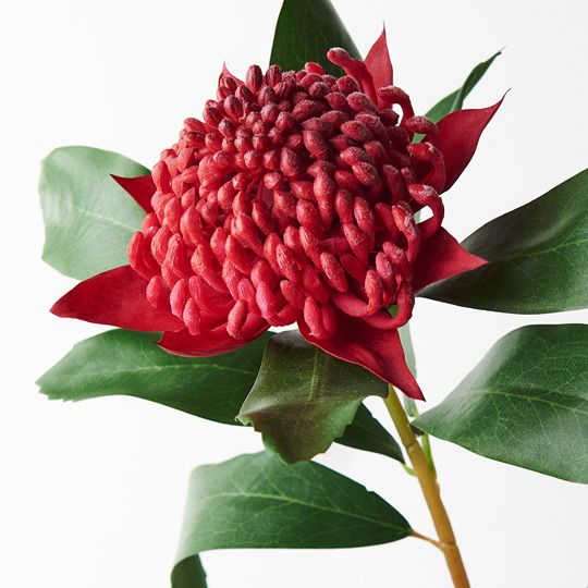 12 x Waratah Red 69cml (FI8935RD)