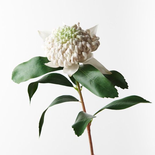 12 x Waratah White 69cml (FI8935WH)