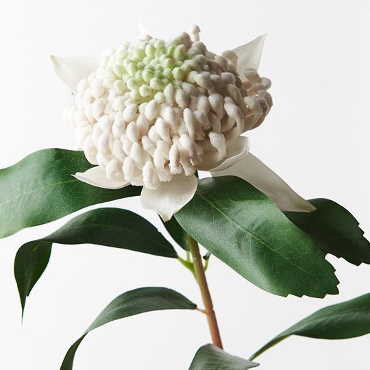 12 x Waratah White 69cml (FI8935WH)