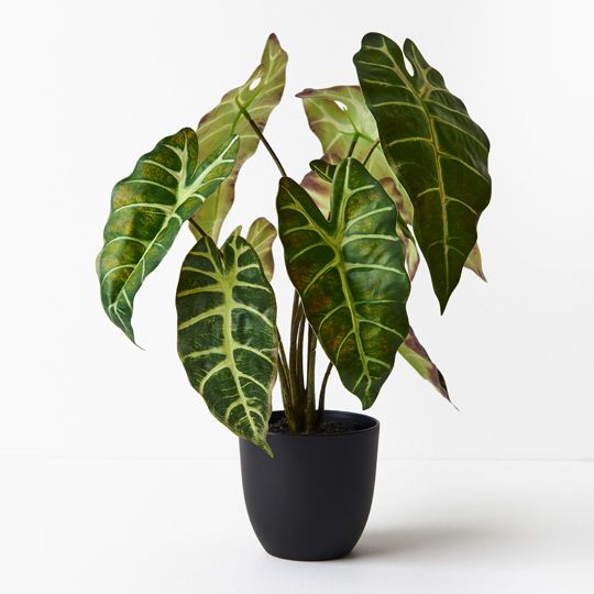 2 x Alocasia Plant, Dark Green 43cmh (FI8924DG)