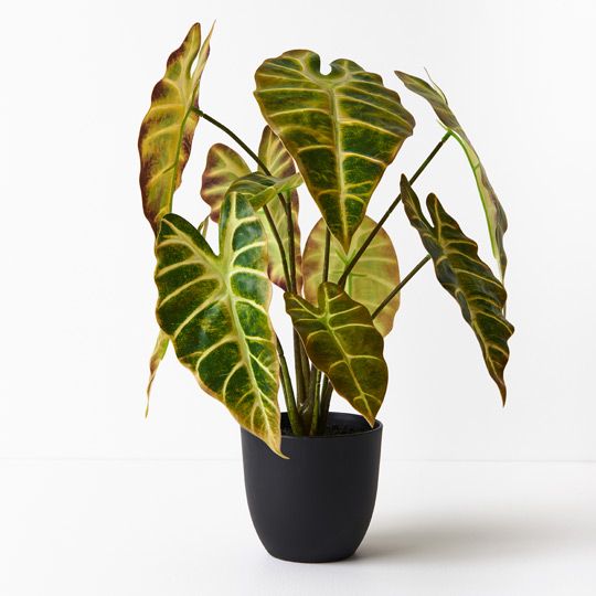 2 x Alocasia Plant, Yellow Green 43cmh (FI8924YG)