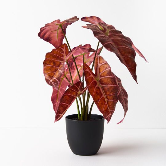 2 x Alocasia Plant, Burgundy 43cmh (FI8924BU)