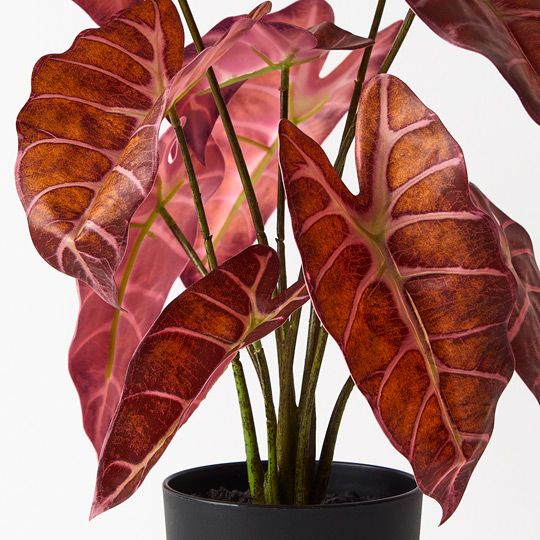 2 x Alocasia Plant, Burgundy 43cmh (FI8924BU)