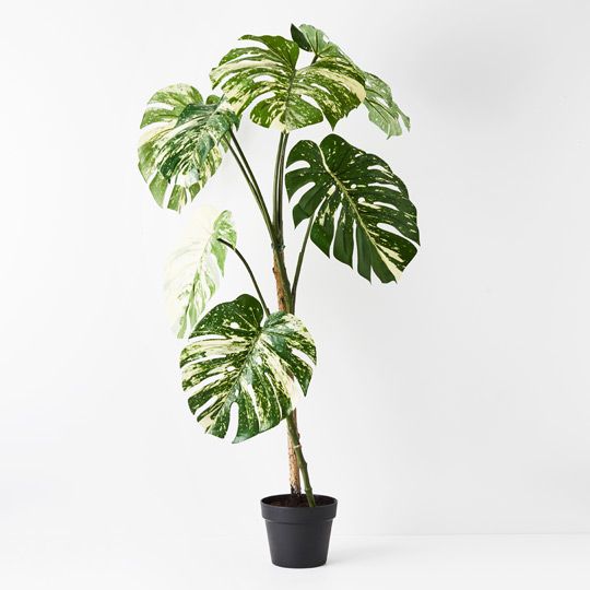 2 x Monstera Vine Plant, Variegated 120cmh (FI8940VG)