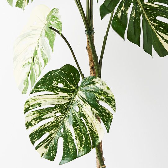 2 x Monstera Vine Plant, Variegated 120cmh (FI8940VG)