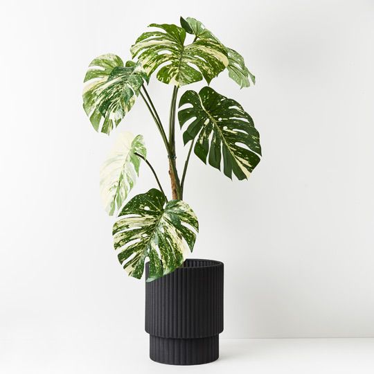 2 x Monstera Vine Plant, Variegated 120cmh (FI8940VG)