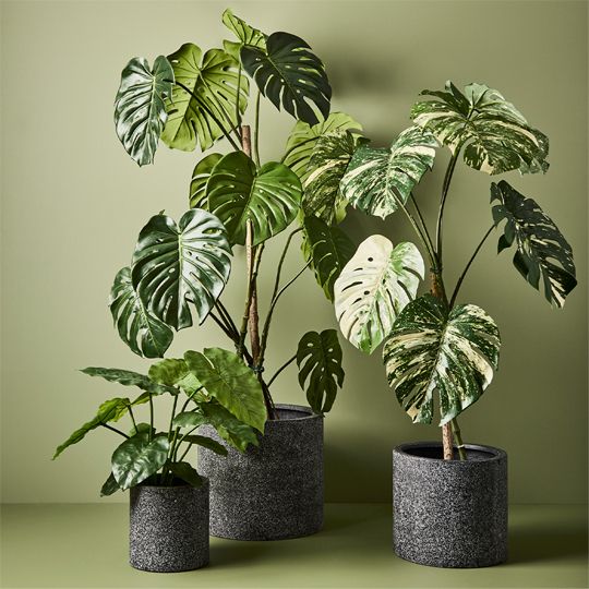 2 x Monstera Vine Plant, Variegated 120cmh (FI8940VG)