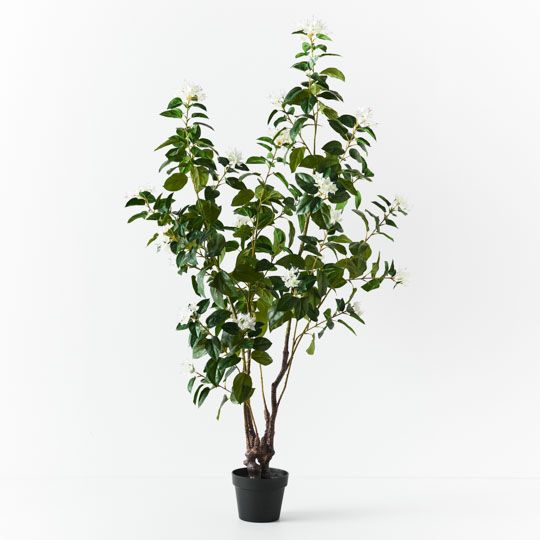 Azalea Plant, White 150cmh (FI8925WH)