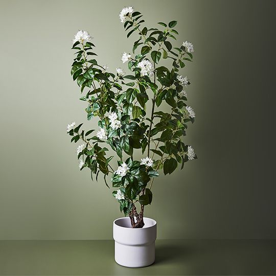 Azalea Plant, White 150cmh (FI8925WH)