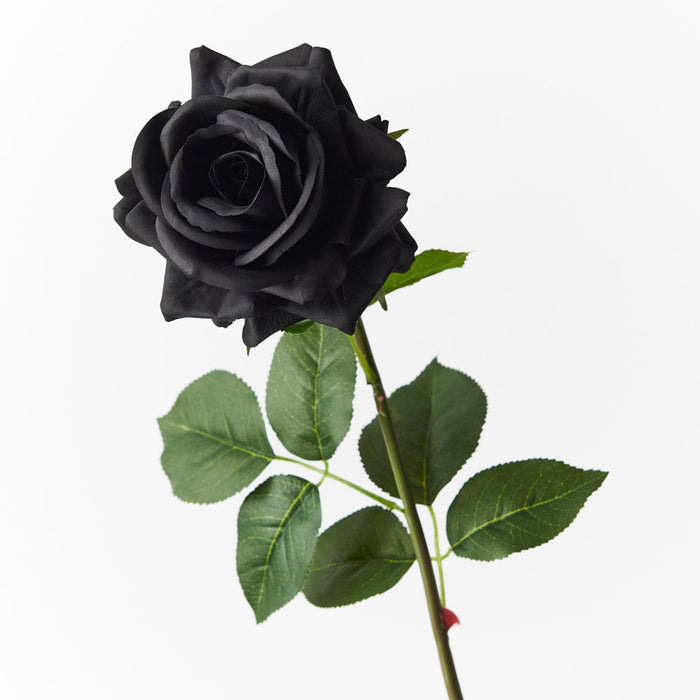 12 x Rose Hannah Black 75cml (FI8473BK)