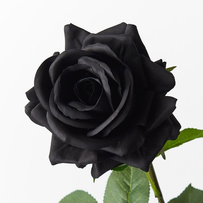 12 x Rose Hannah Black 75cml (FI8473BK)