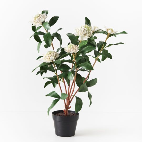 Waratah Plant, White 86cmh (FI8942WH)