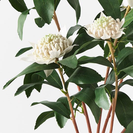 Waratah Plant, White 86cmh (FI8942WH)