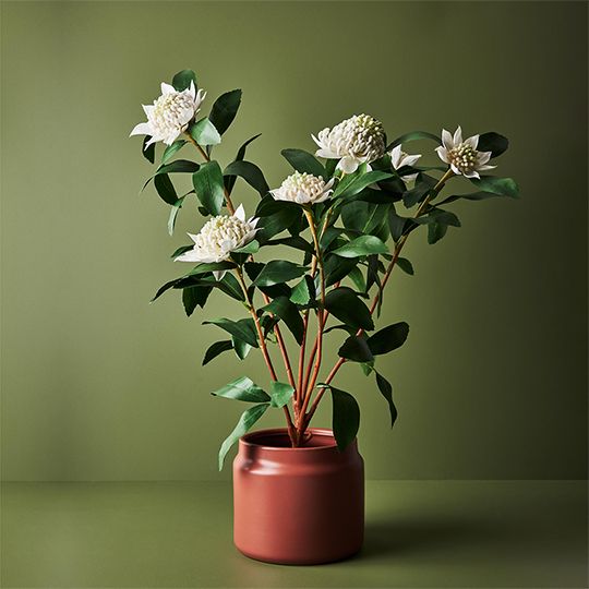 Waratah Plant, White 86cmh (FI8942WH)