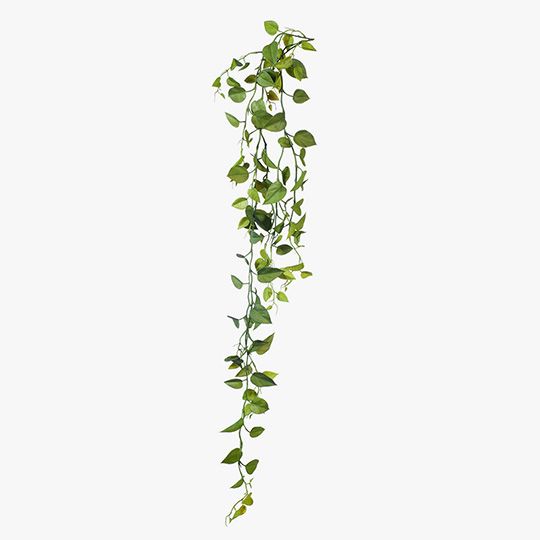 12 x Philodendron Hanging Bush Green 128cml (FI8143GR)