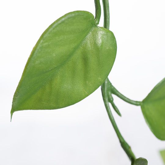 12 x Philodendron Hanging Bush Green 128cml (FI8143GR)