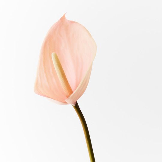 12 x Anthurium Light Pink 60cml (FI8937LP)