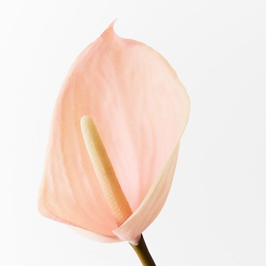 12 x Anthurium Light Pink 60cml (FI8937LP)