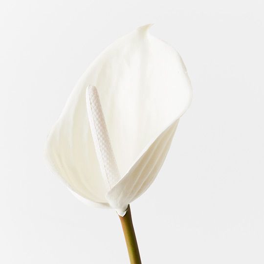 12 x Anthurium Winter White 60cml (FI8937WW)