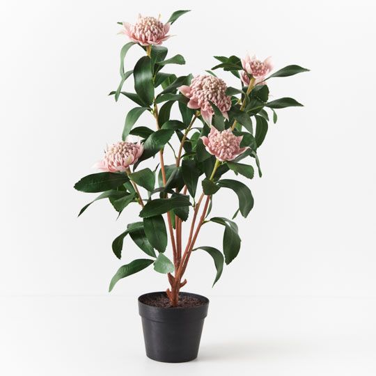 Waratah Plant, Light Pink 86cmh (FI8942LP)