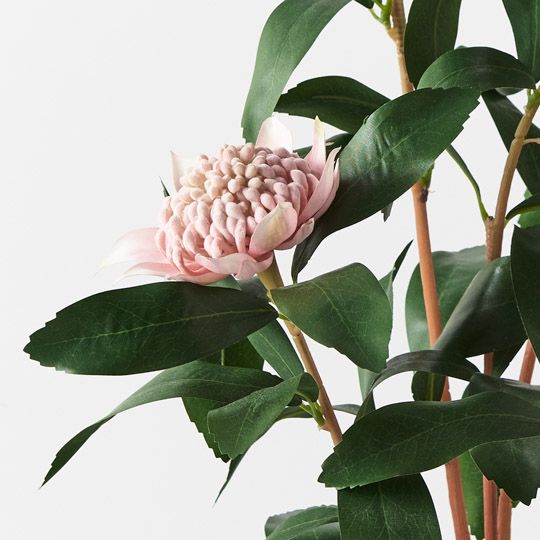 Waratah Plant, Light Pink 86cmh (FI8942LP)