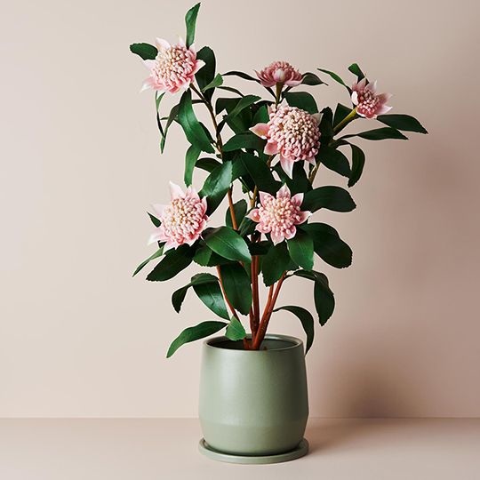 Waratah Plant, Light Pink 86cmh (FI8942LP)