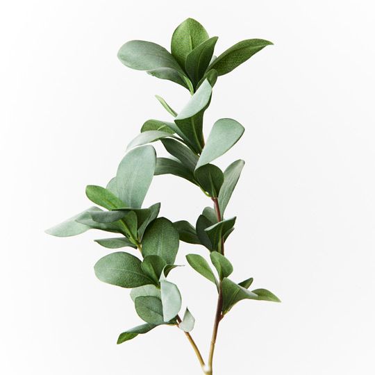 12 x Pittosporum Leaf Spray Grey Green 66cml (FI8949GY)