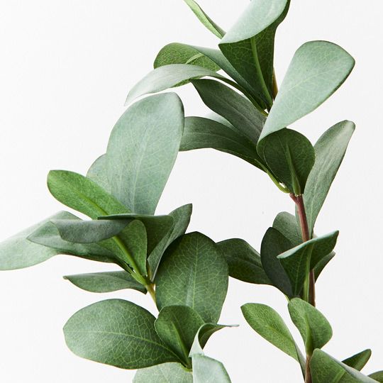 12 x Pittosporum Leaf Spray Grey Green 66cml (FI8949GY)