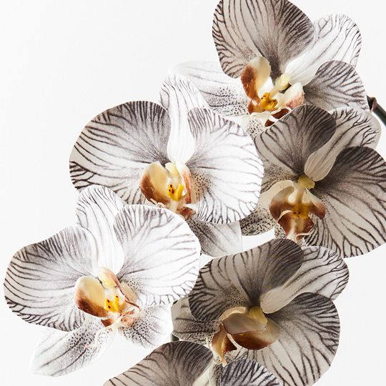 12 x Orchid Phalaenopsis Infused x6 White Black 86cml (FI8509WBK)