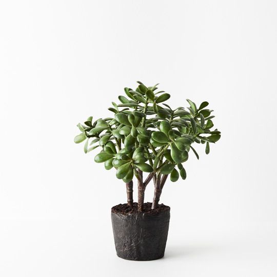 2 x Jade Plant, Green 30cmw x 36cmh (FI6602GR)