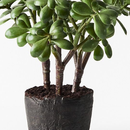 2 x Jade Plant, Green 30cmw x 36cmh (FI6602GR)