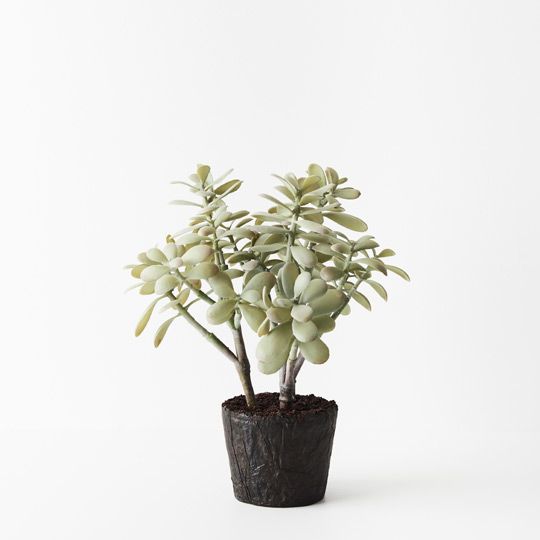 2 x Jade Plant, Grey 30cmw x 36cmh (FI6602GY)