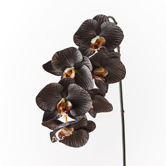 12 x Orchid Phalaenopsis Infused x6 Black White 86cml (FI8509BKWH)