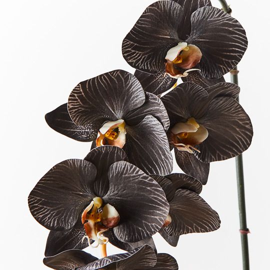 12 x Orchid Phalaenopsis Infused x6 Black White 86cml (FI8509BKWH)