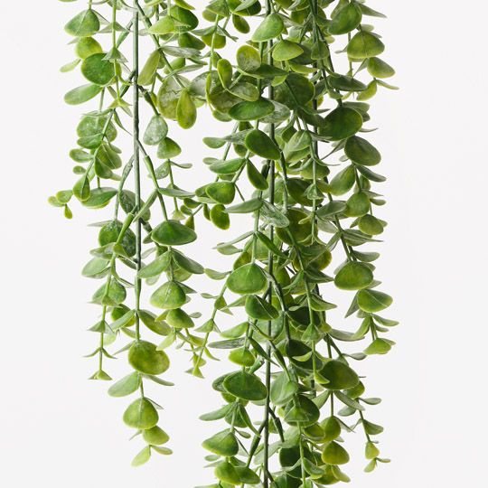 12 x Eucalyptus Hanging Bush Green 81cml (FI6947GR)