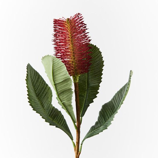 12 x Banksia Robur Burgundy 74cml (FI8982BU)