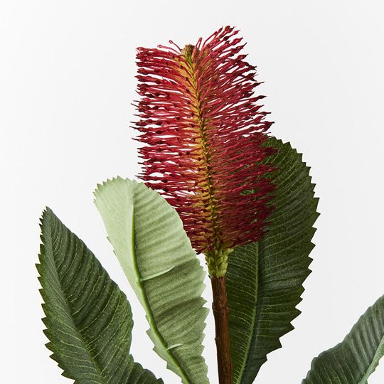 12 x Banksia Robur Burgundy 74cml (FI8982BU)