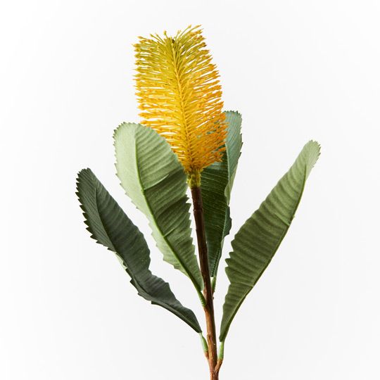 12 x Banksia Robur Yellow 74cml (FI8982YE)