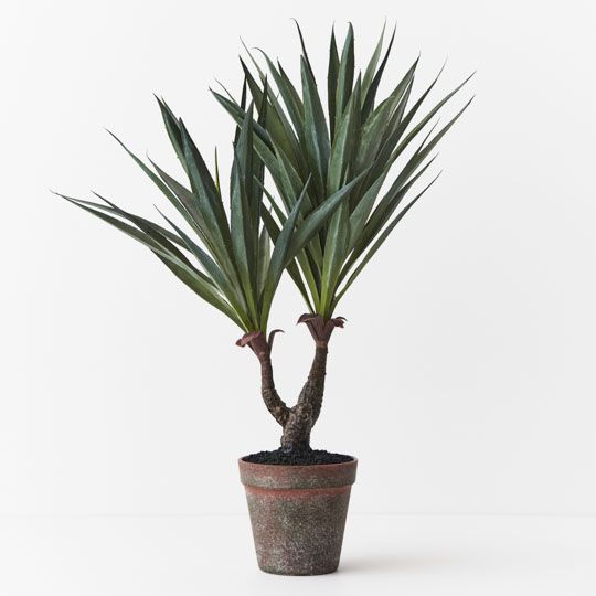 4 x Agave Sisalana Plant, Green 51cmh (FI9001GR)