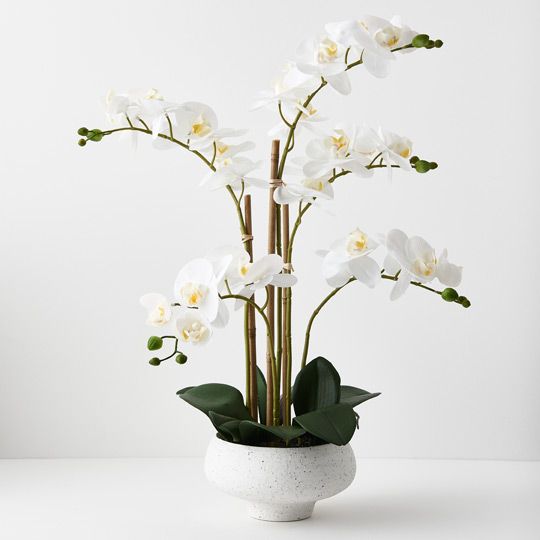 2 x Orchid Phalaenopsis in Bowl White 59cmh (FI9012WH)