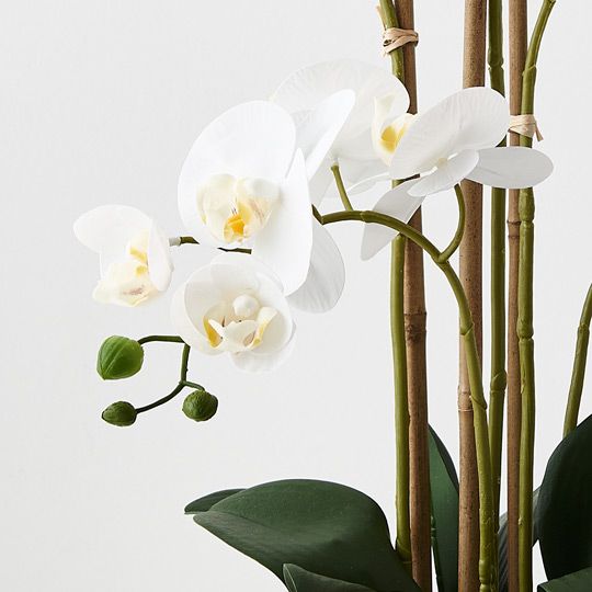 2 x Orchid Phalaenopsis in Bowl White 59cmh (FI9012WH)