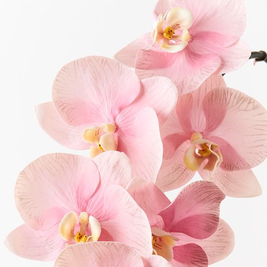 12 x Orchid Phalaenopsis Infused x6 Pink 86cml (FI8509PK)