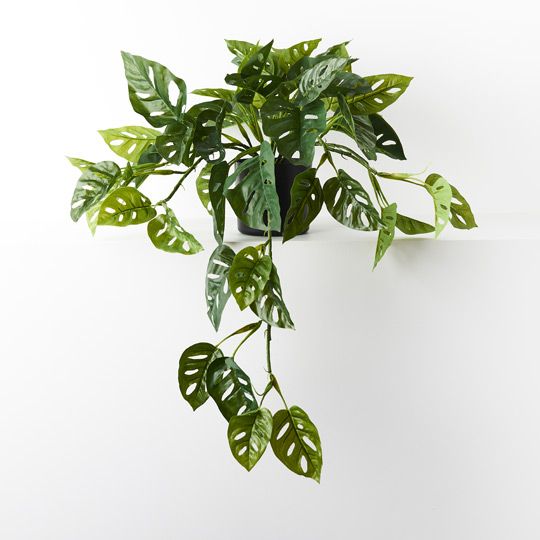 2 x Monstera Adansonii Hanging Bush in Pot, Green 76cml (FI9079GR)