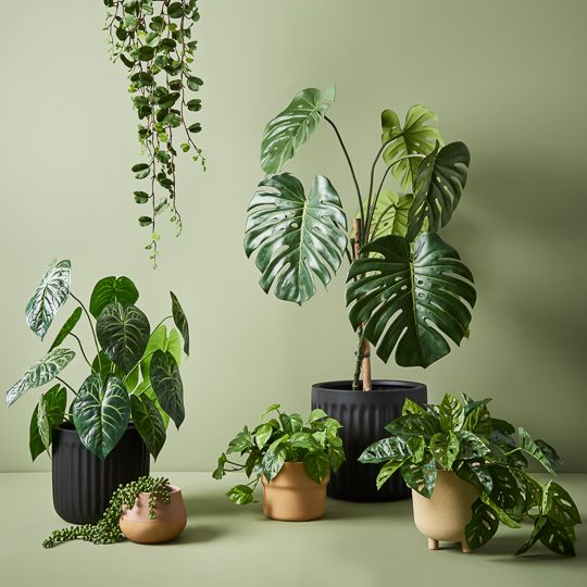 2 x Monstera Adansonii Hanging Bush in Pot, Green 76cml (FI9079GR)